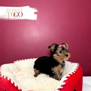 Yorkie Puppies Sale Miami F Black/Tan #9070