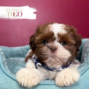 Shih Tzu Puppies For Sale Miami M Chocolate/White #9983