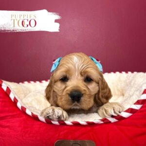 Cocker Spaniel Puppy is Waiting for You in Miami F Buff #8973