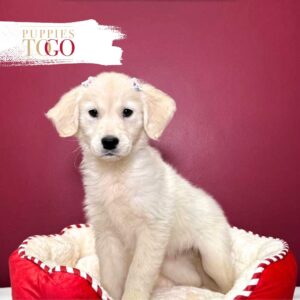 Golden Retriver Puppy Miami F Golden #7828