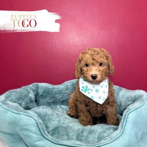 Poodle Puppies for Sale M Red #7886