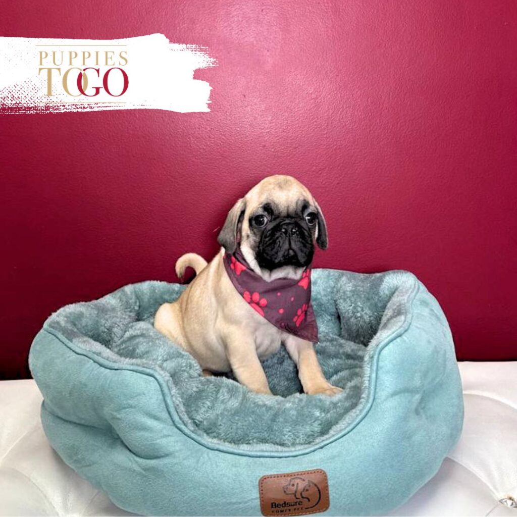 PUG puppies for Sale