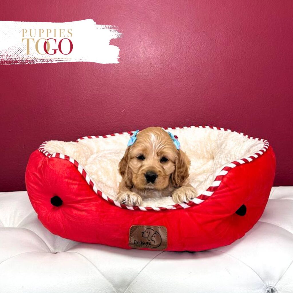 Cocker Spaniel Puppy is Waiting for You in Miami