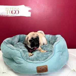 PUG puppies for Sale