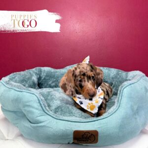 Dachshund Puppies Miami Sale M Chocolate/Tan dapple #1275