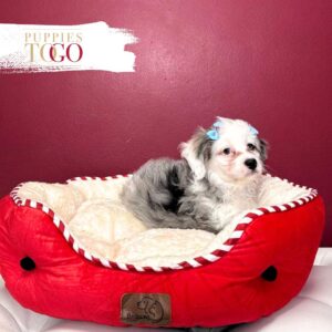 Mini Bernedoodle Sale Miami Puppies F Merle/White marking #4128