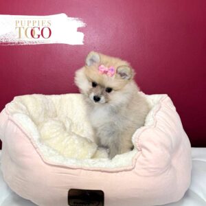Pomeranian puppies sale Miami F Sable #8430