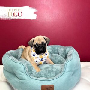 Pug For Sale Miami M Fawn #9070