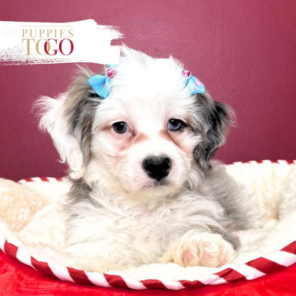 Mini Bernedoodle Sale Miami Puppies