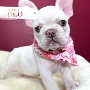 French Bulldogs Puppy Near Me F Platinum #8385