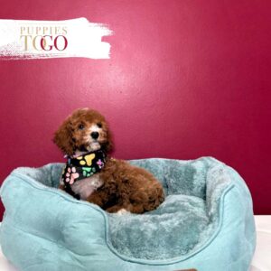 Mini GoldelDoodle Puppies Sale Miami M Red #8422