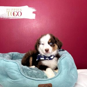 Mini Aussie Perfect Companion M Red Tricolor #9387