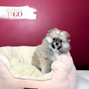 Pomeranian puppies for sale Miami F Sable #8438