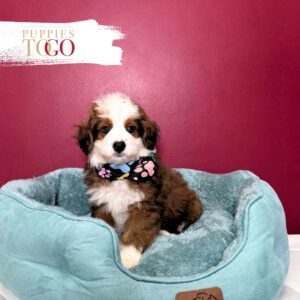Mini Bernedoodle for Sale Miami M Red/White #0360