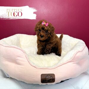 Mini GoldelDoodle for sale Miami F Red #8428