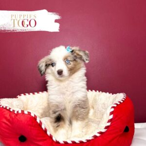 Mini Aussie Perfect Companion F Red Merle #9384