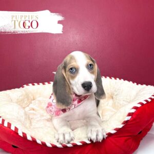 Beagle puppies Miami F Black/Tan/White #1635