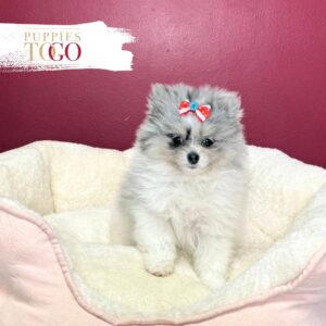 Pomeranian puppies sale Miami F Blue/Tan Merle Parti #8387