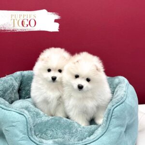 Pomeranian puppies sale Miami M White #8421