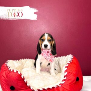 Beagle Puppies for Sale F Black/Tan/White #1629