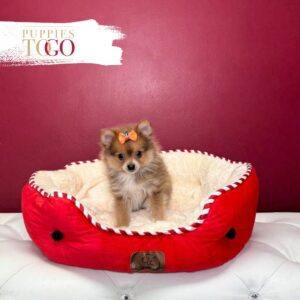 Pomeranian puppies sale Miami F Lilac/Tan #9716