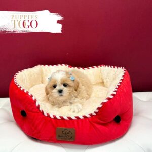 Shih Tzu for sale at Puppies F Buff/White #7943
