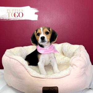 Beaglier Puppies for Sale Miami F Black/Tan/White #8439