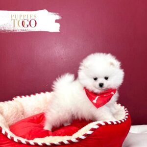 Pomeranian puppies sale Miami M White #1573