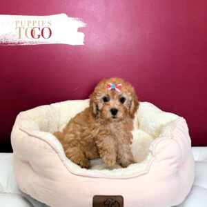 Poodle Puppies for Sale F Red #5862