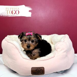 Yorkshire Terrier Puppies Miami For Sale