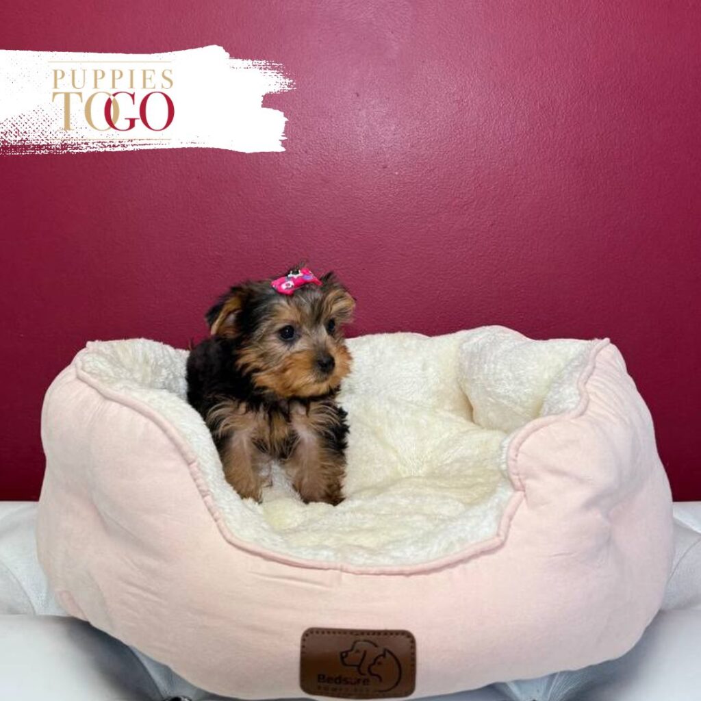 Yorkshire Terrier Puppies Miami For Sale