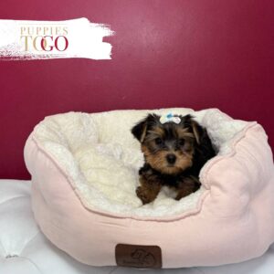 Yorkshire Terrier Puppies Miami For Sale F Black/Tan #8750