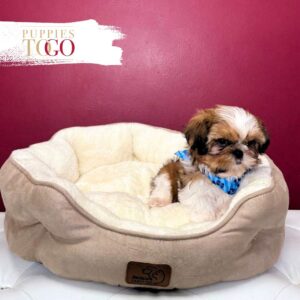 Shih Tzu for sale at Puppies M Sable/White #8437