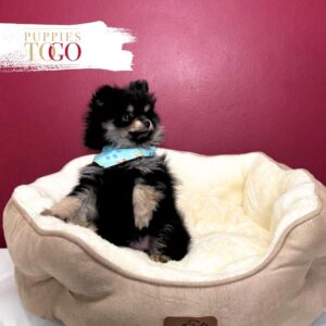 Pomeranian puppies sale Miami M Black/Tan #8790