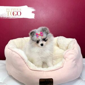 Pomeranian puppies sale Miami F Blue Tan Merle #8784