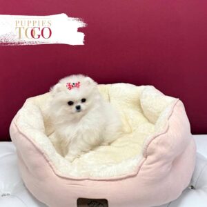 Pomeranian puppies sale Miami F Beagle White #9106