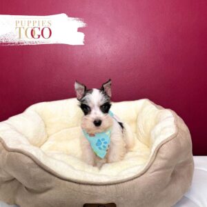 Mini Schnauzer puppies for sale Miami M White/Chocolate/Tan Parti #4863