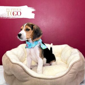 Beagle puppies Miami M Black/Tan/White #8429