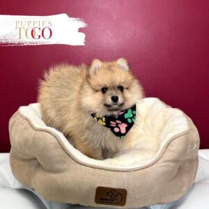 Pomeranian puppies sale Miami
