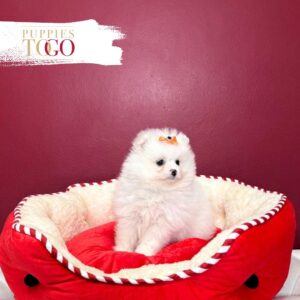 Pomeranian puppies for sale Miami F White #8419