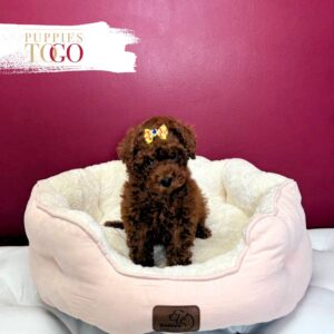 Poodle Puppies for Sale  F Red #5609