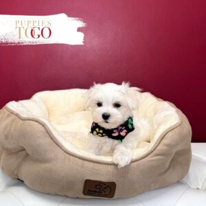 Maltese puppies for sale Miami M White #4034
