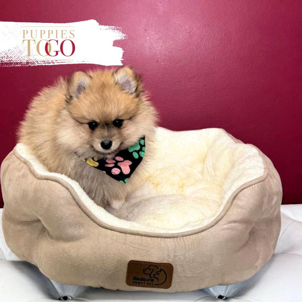 Pomeranian puppies sale Miami