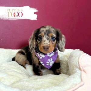 Dachshund Puppies Miami Sale F Chocolate/Dapple #2904