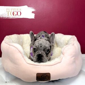 French Bulldog Puppies Miami