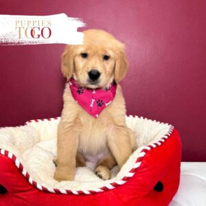 Golden Retriver Puppy for sale F Golden #8824