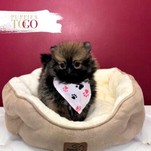 Pomeranian puppies sale Miami M Wolf/Sable #4355
