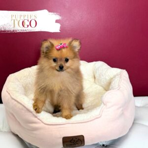 Pomeranian puppies sale Miami F Sable #7402