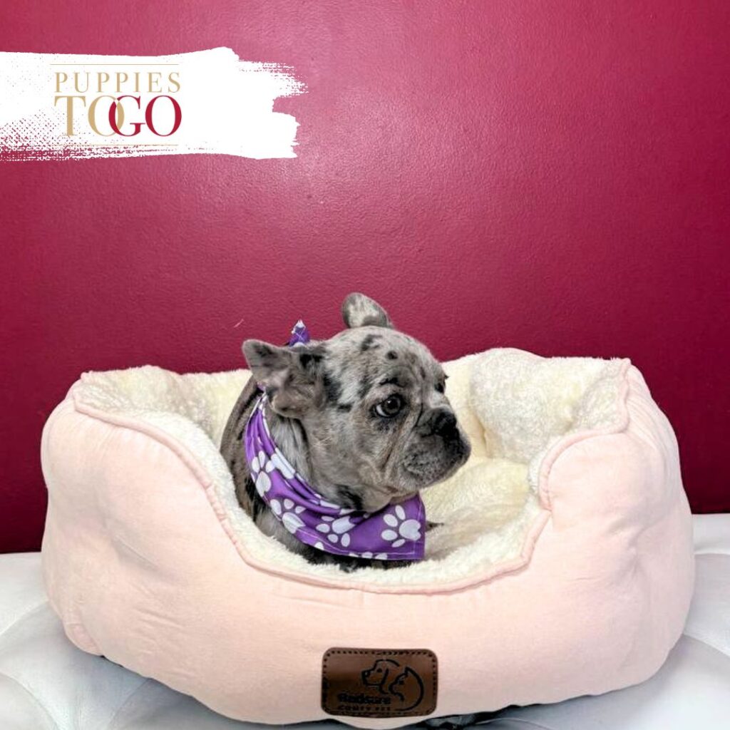 French Bulldog Puppies Miami