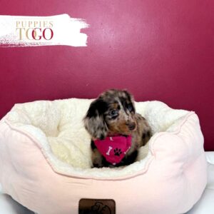 Dachshund Puppies for Sale F Chocolate/Dapple #2903